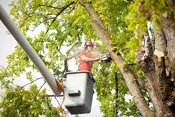 Best Affordable Tree Cutting  in Spencerville, OH